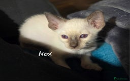 Oriental cats for sale: 8 supersoft GCCF registered Oriental kittens  - Image 21