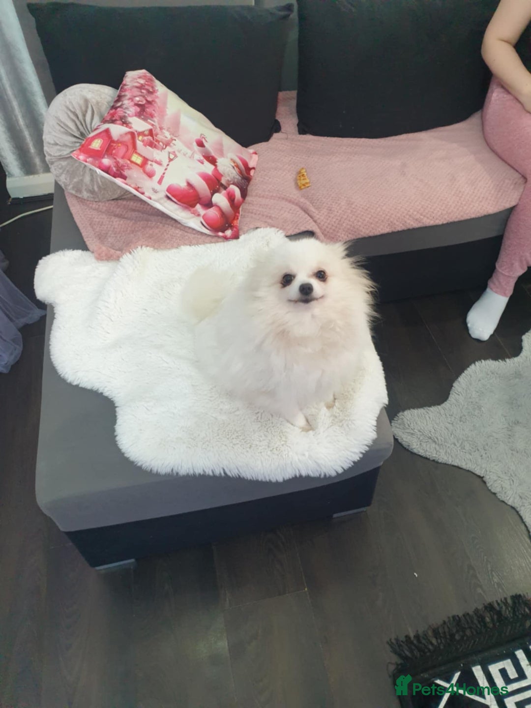 Pomeranian dogs for sale: Exellent quality mini ** pomeranian puppies  - Image 15