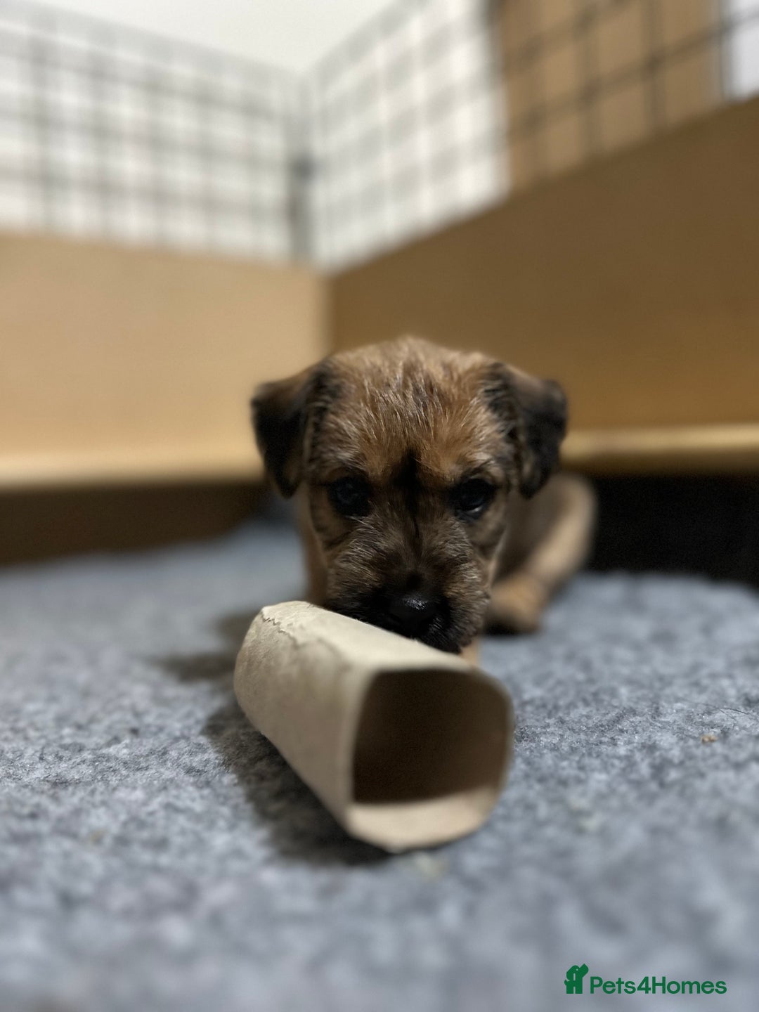 Patterdale Terrier dogs for sale: 5 Gorgeous Patterdale Puppies  - Advert 10