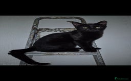 Domestic Shorthair cats for sale: Bonded pair black kittens 18 weeks old - Image 4