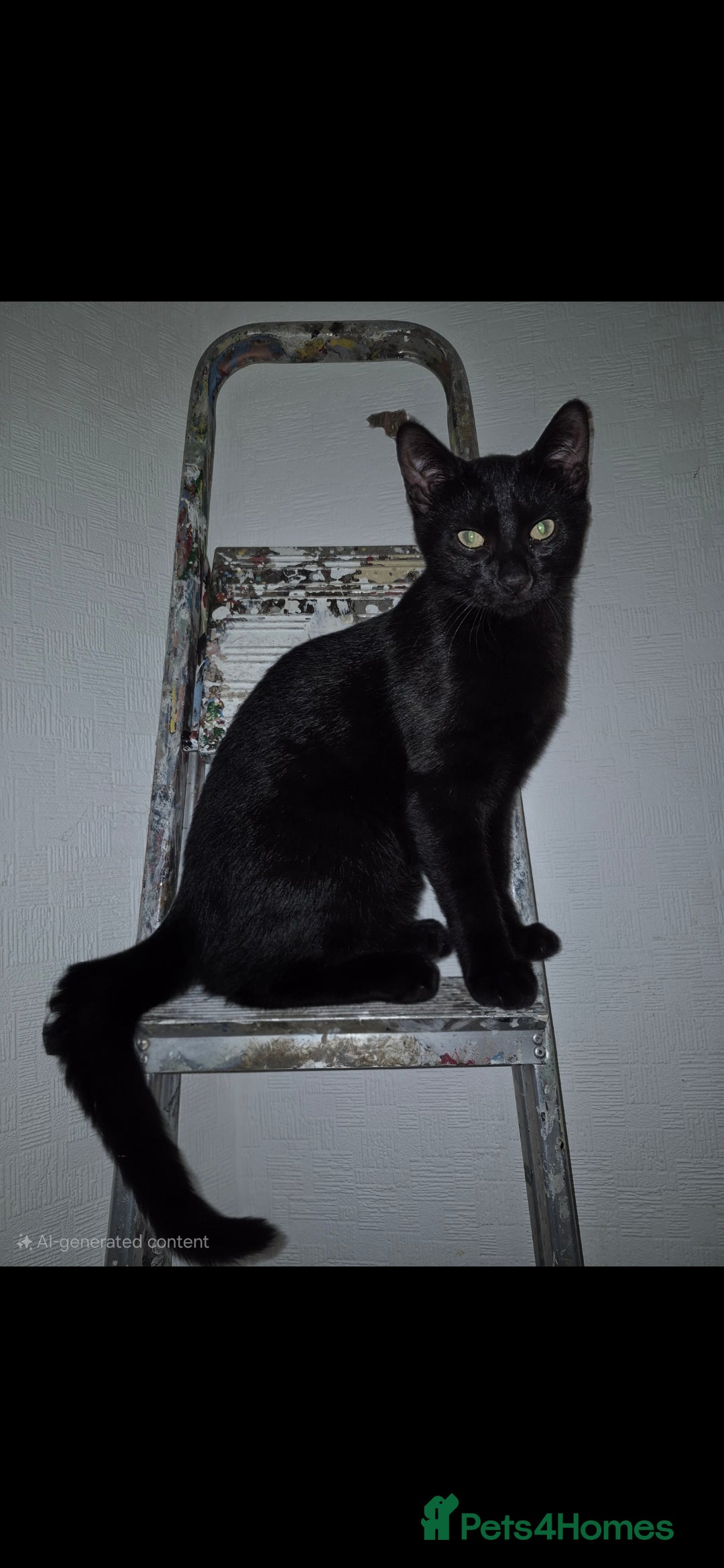 Domestic Shorthair cats for sale: Bonded pair black kittens 18 weeks old - Image 4