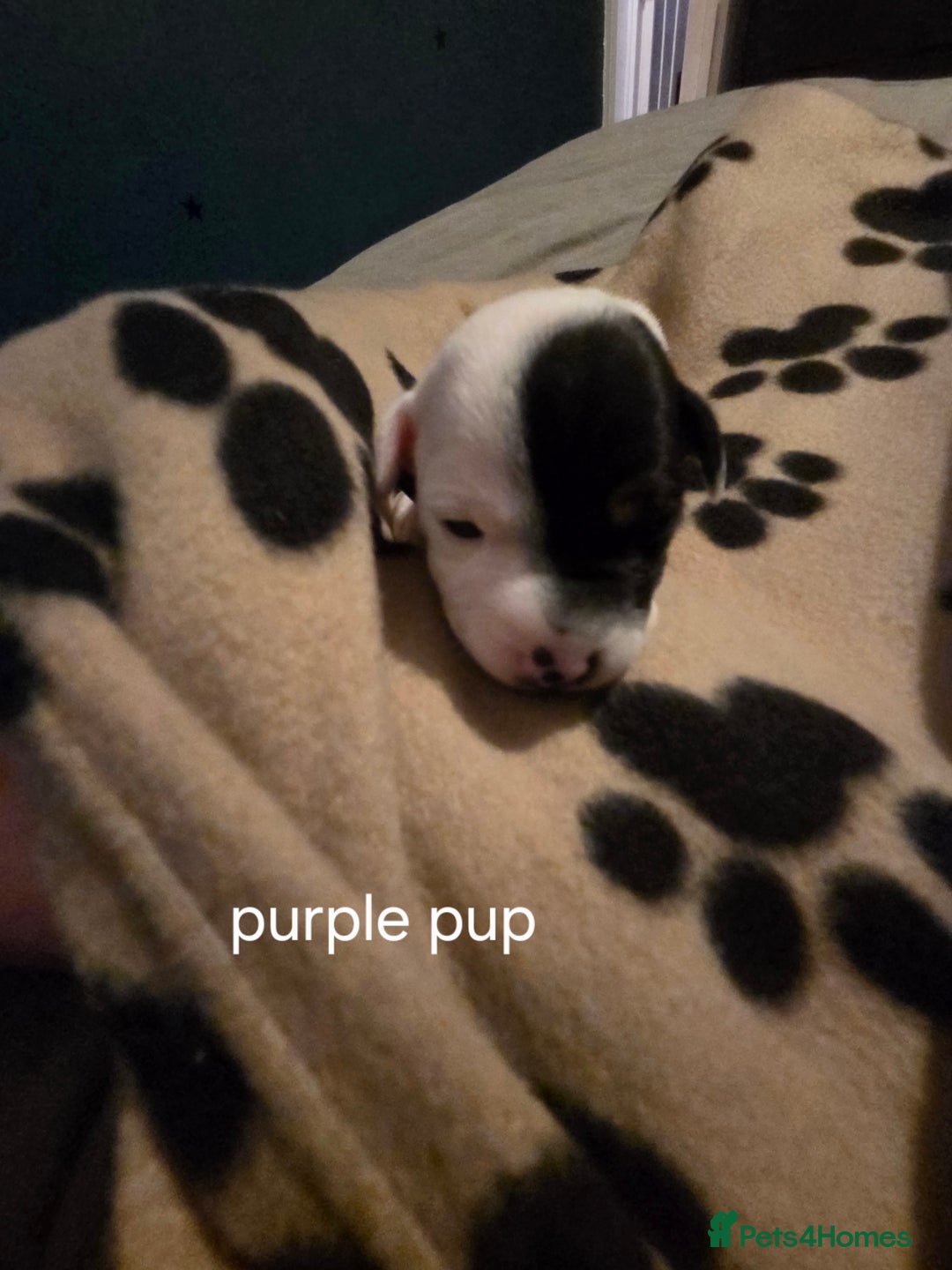 Jack Russell dogs for sale: Jack russell puppies - Advert 6