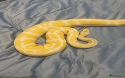 Python Snake reptiles for sale: Royal ball python - Image 5