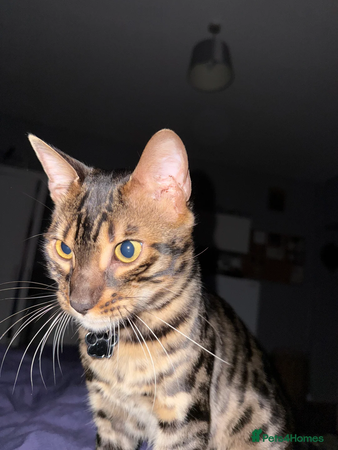 Bengal cats for stud: Stunning Bengal for stud - Advert 22