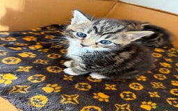 Mixed Breed cats for sale: Mixed Breed Grey and Tabby Kittens - Image 6