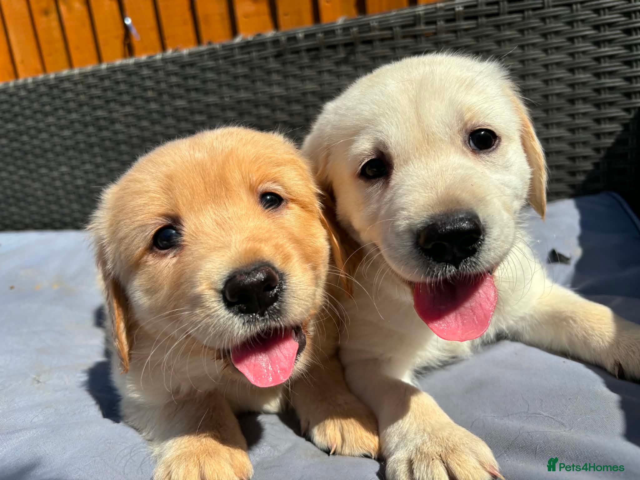 Goldador dogs Adorable very fluffy Goldador puppies - Advert 1