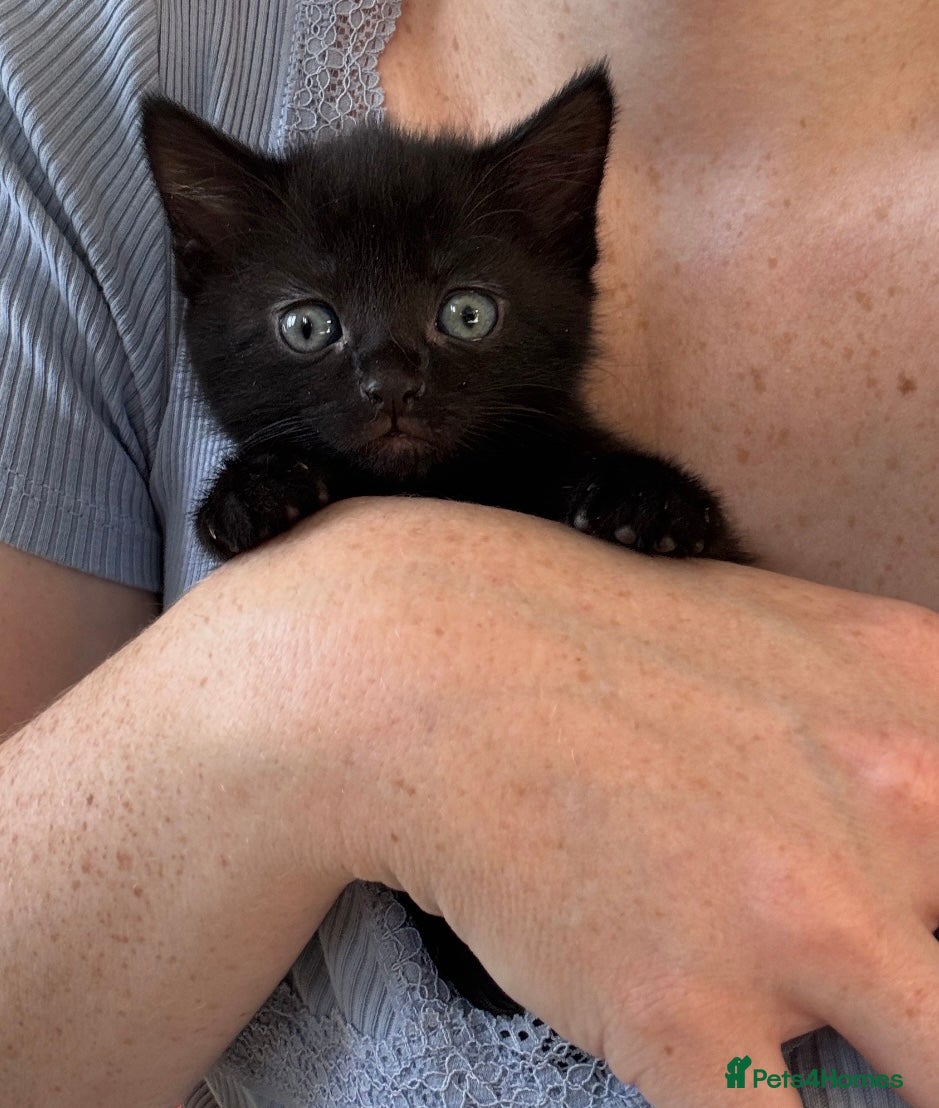 Mixed Breed cats Beautiful female Kittens - Advert 15