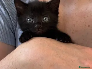 Mixed Breed cats Beautiful female Kittens - Advert 15