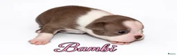 Boston Terrier dogs for sale: KC registered Boston Terrier Puppies  in Swanage - Advert 8