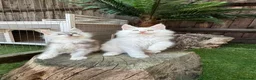 Maine Coon cats for sale:     🌟🌟Amazing Kittens Maine Coon 🌟🌟 - Advert 1