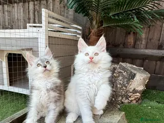 Maine Coon cats 🌟🌟Amazing Kittens Maine Coon 🌟🌟 - Advert 5