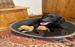 Goldador dogs for sale: GORGEOUS GOLDADORS  - Image 15