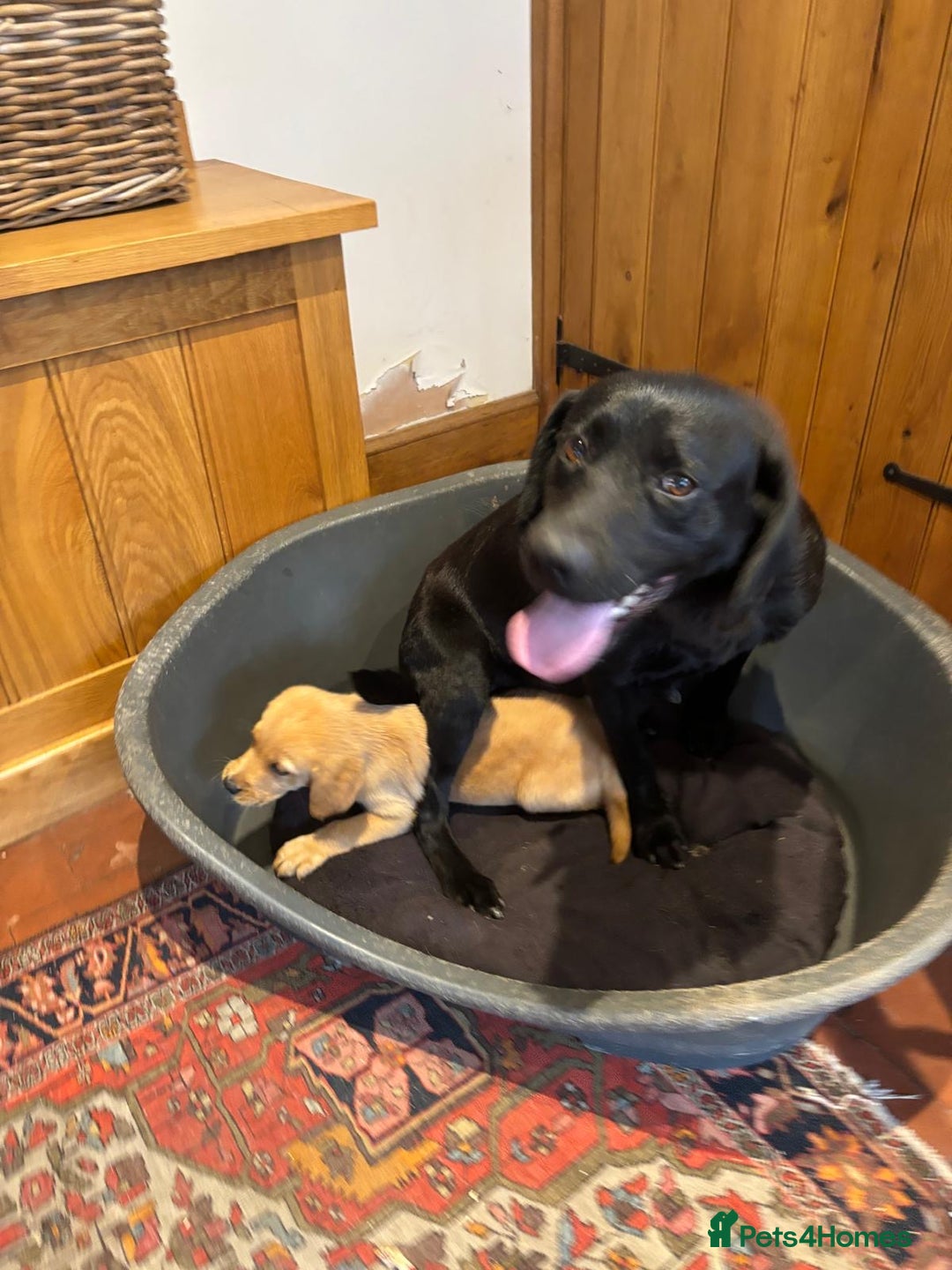 Goldador dogs for sale: GORGEOUS GOLDADORS  - Image 15