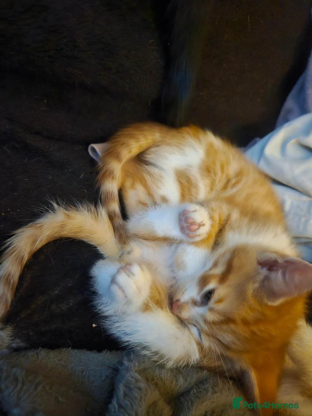 Mixed Breed cats for sale: 3 very loving ginger and white kittens in Worcester - Advert 2