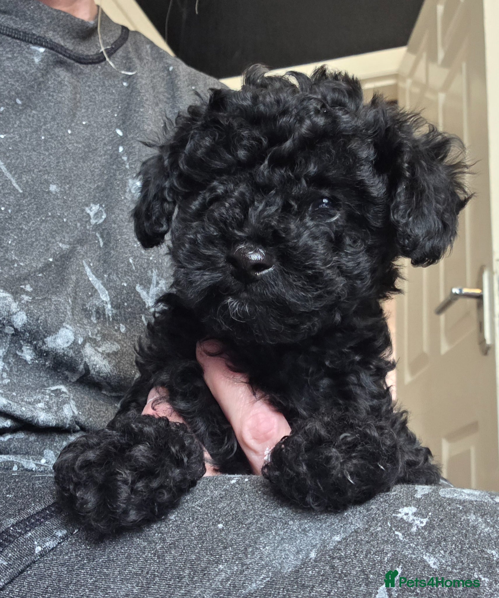 Toy Poodle dogs Gorgeous Toy poodle boy puppy - Advert 10