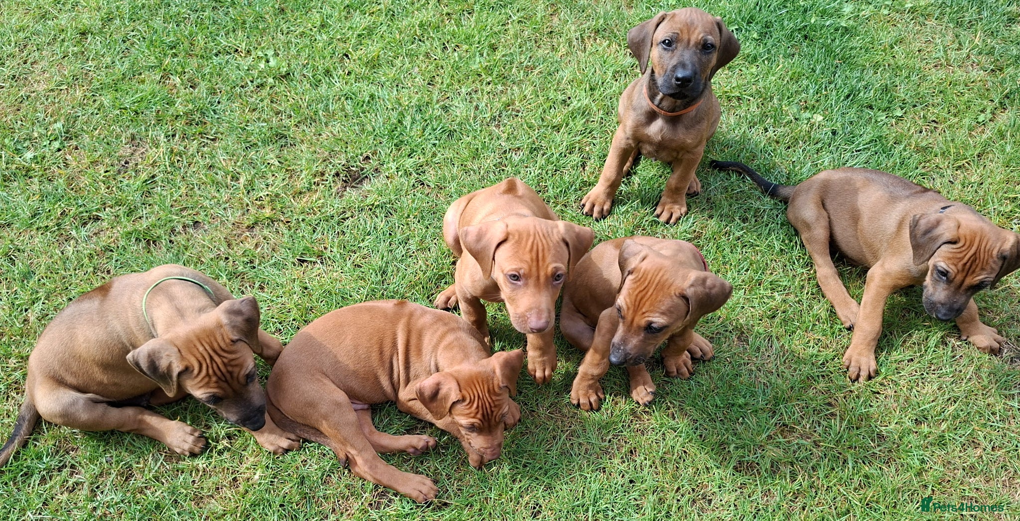 Rhodesian Ridgeback dogs Rhodesian Ridgeback Puppies KC Health Elb Hip JME - Advert 17