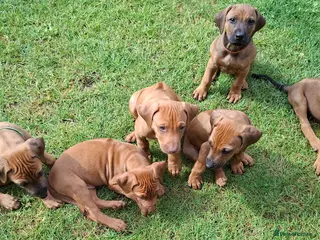 Rhodesian Ridgeback dogs Rhodesian Ridgeback Puppies KC Health Elb Hip JME - Advert 17