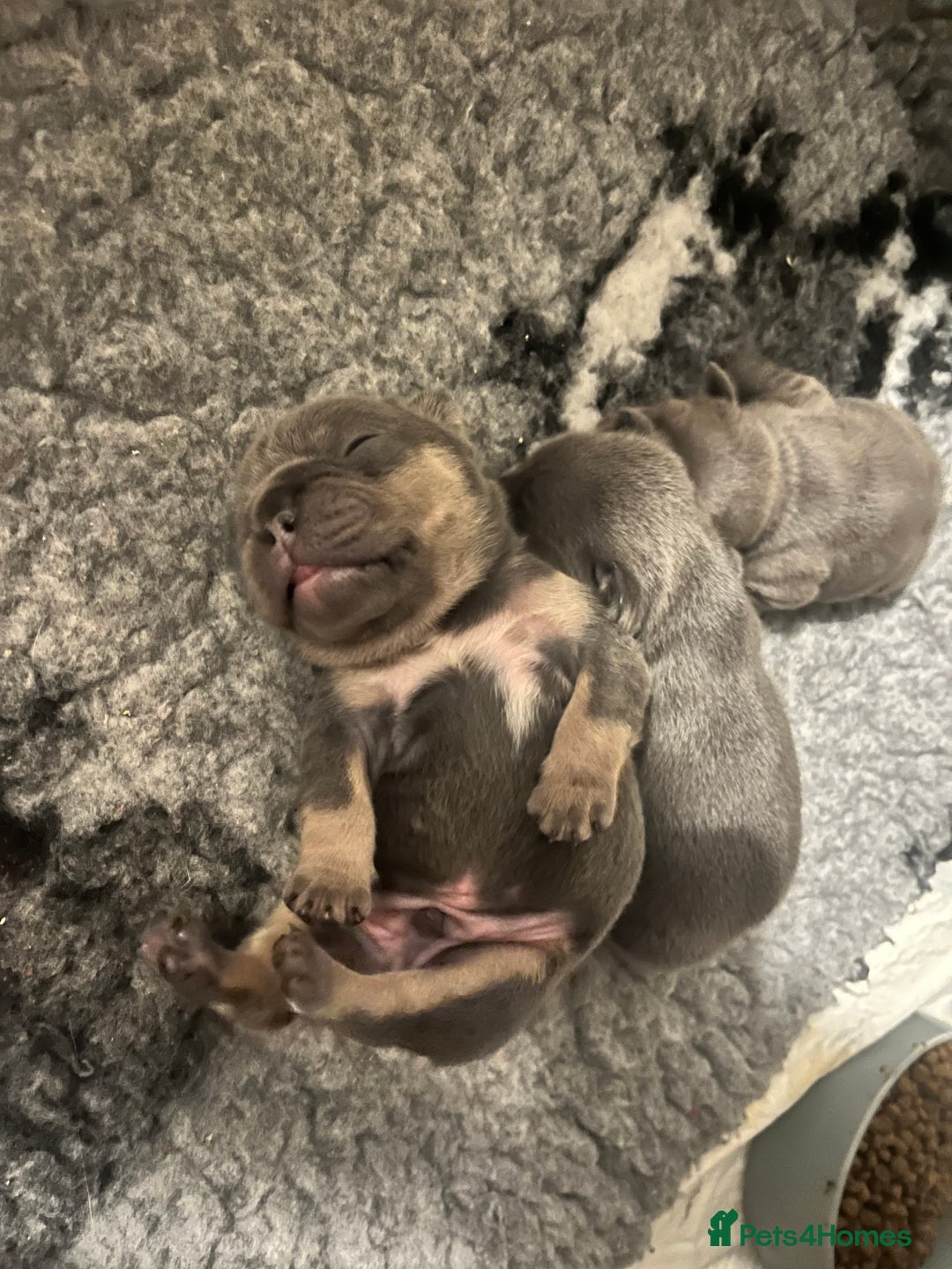 French Bulldog dogs for sale: Health tested kc reg blue/tan lilac tan puppies - Advert 5