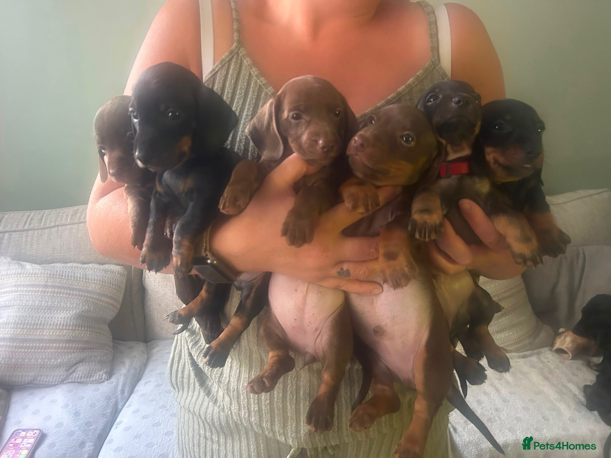 Miniature Dachshund dogs Miniature smooth haired dachshund pups for sale - Advert 1