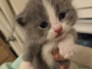 Mixed Breed cats Ragdoll x Siberian/Persian kittens - Advert 6