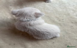 West Highland Terrier dogs for sale: KC West Highland Terrier - Image 9
