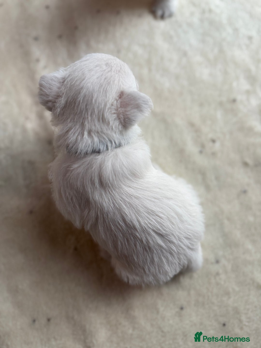 West Highland Terrier dogs for sale: KC West Highland Terrier - Image 9
