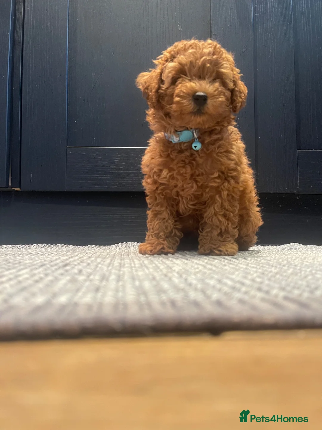 Poochon dogs for sale: Red Toy Poodle with an 1/8 Bichon - Advert 2