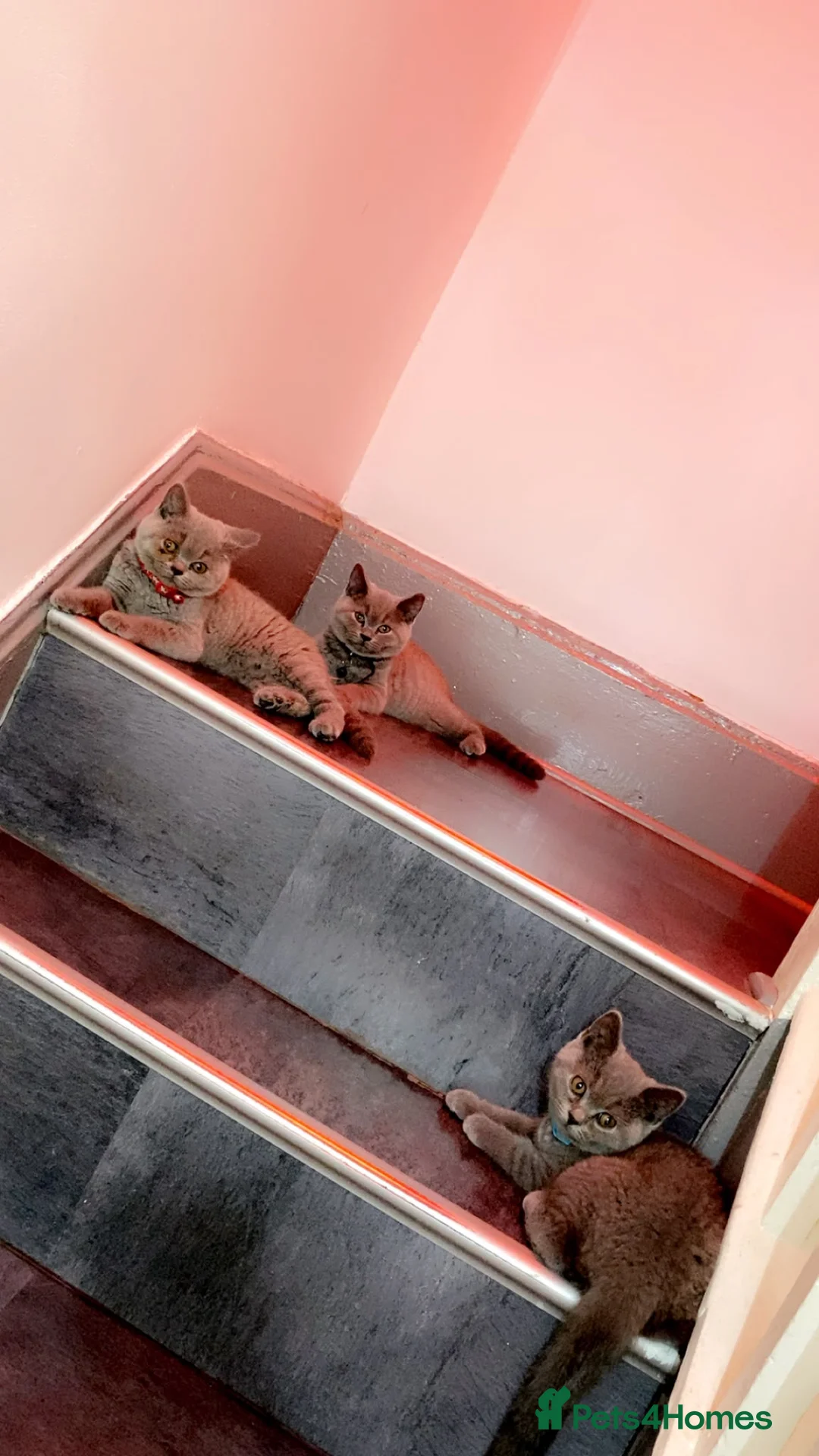 British Shorthair cats for sale: Full Pedigree Championship British Shorthairs!!!!! - Advert 1
