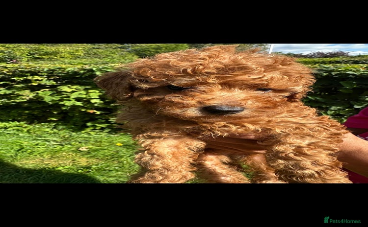 Toy Poodle dogs - Advert 3