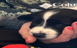 English Springer Spaniel dogs for sale: KC Springer Spaniel Puppies - Image 1