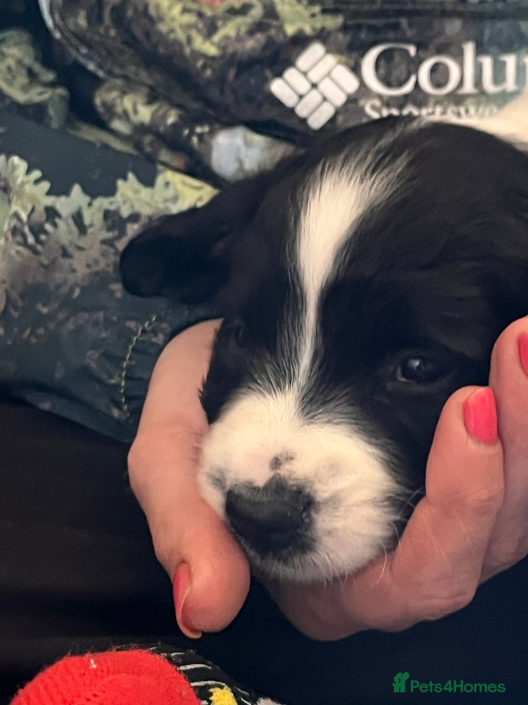 English Springer Spaniel dogs for sale: KC Springer Spaniel Puppies - Image 1