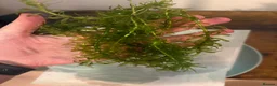 Live Bearers fish for sale: Aquatic plants for sale for aquarium/ pond   - Advert 5