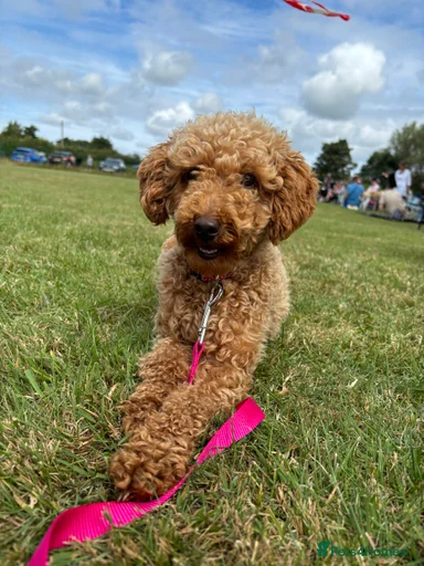 Gallery Image {{count}}