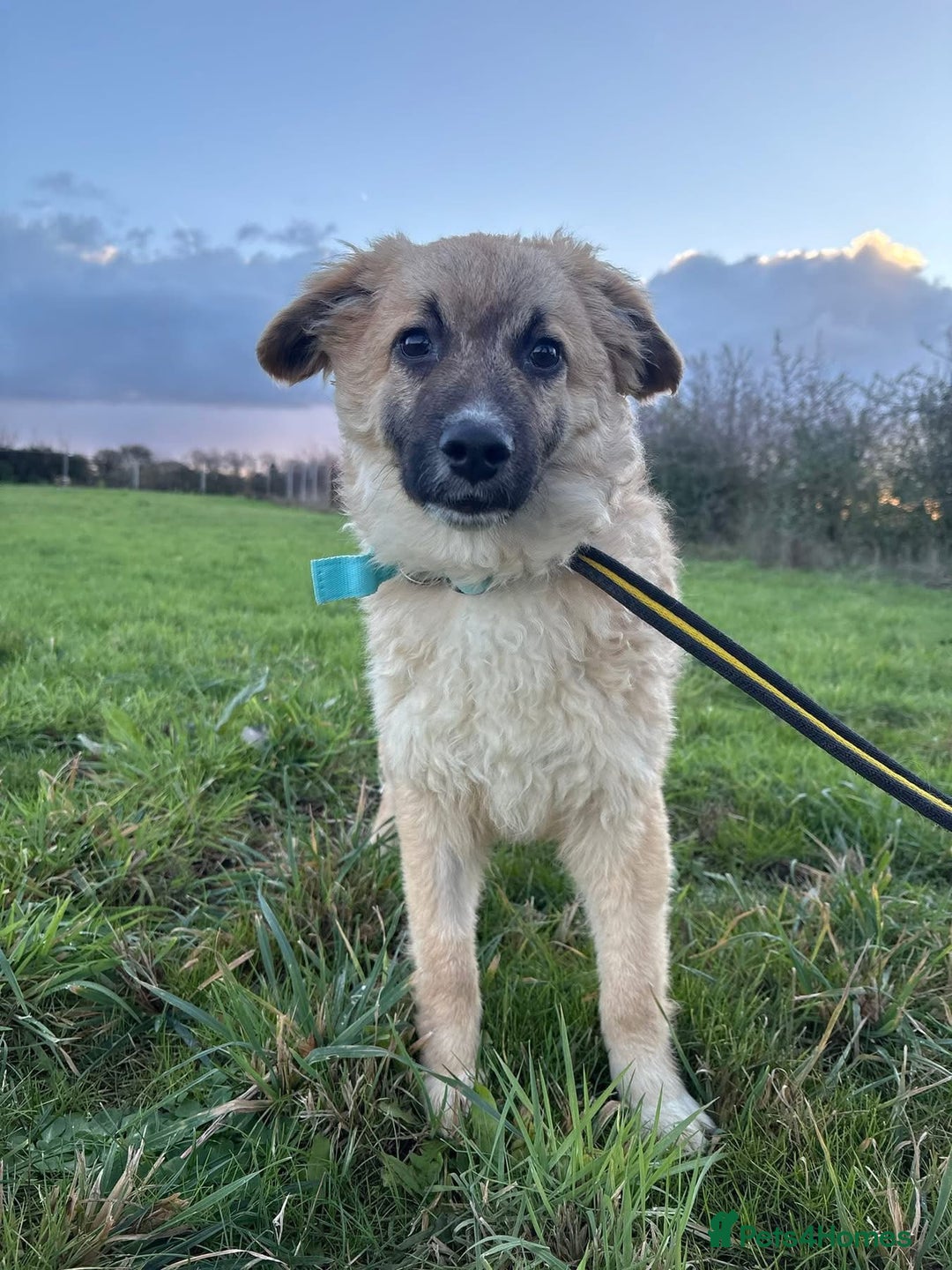 Mixed Breed dogs for adoption: Finn - Norwich Norfolk  - Advert 11