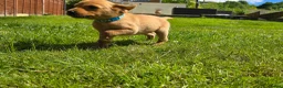 Labrador Retriever dogs for sale: KC Reg Working Fox Red Labrador  - Advert 5