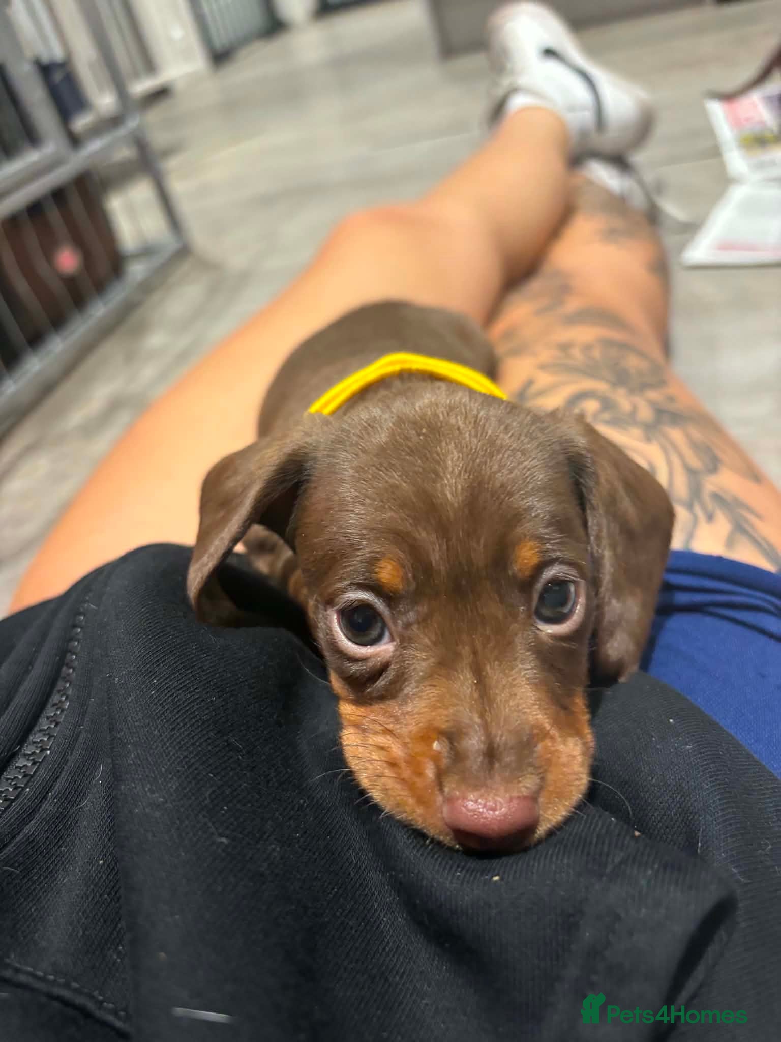 Miniature Dachshund dogs Miniature daschunds chocolate tan - Advert 6