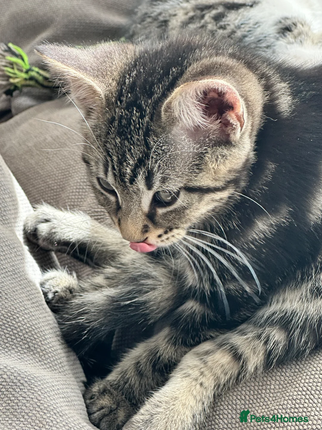 Mixed Breed cats for sale: Absolutely gorgeous female kitten for sale - Advert 2