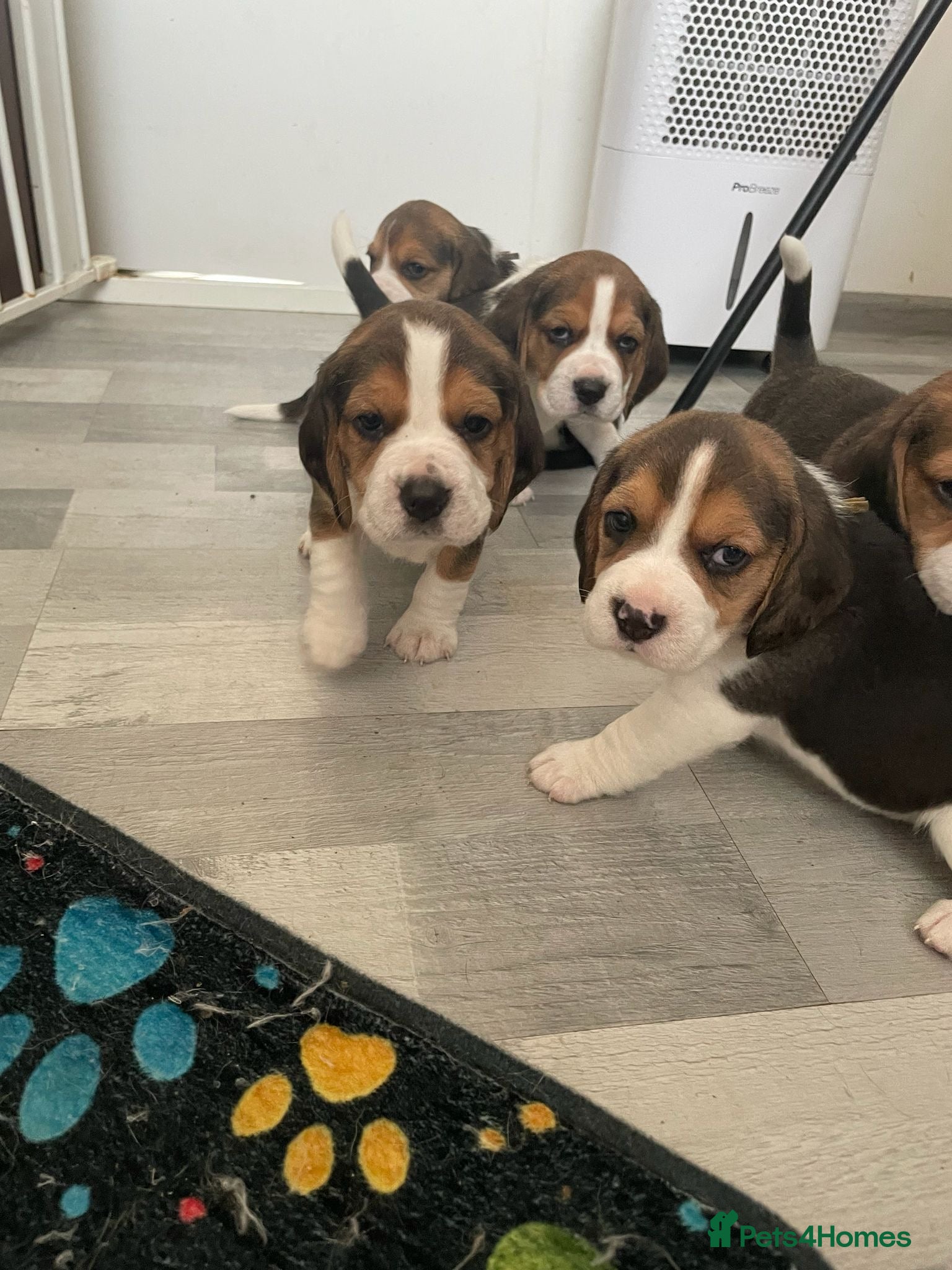 Beagle dogs Beagle Puppies  - Advert 5