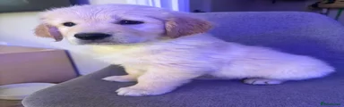 Golden Retriever Puppy 2