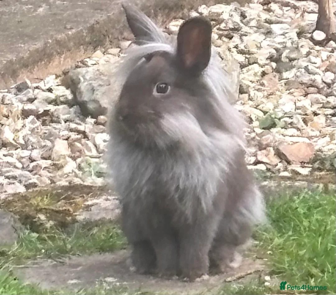 Mini Lion Lop rabbits for sale: Bonded Pair Mini Lionhead lops in Ross-on-Wye - Advert 1