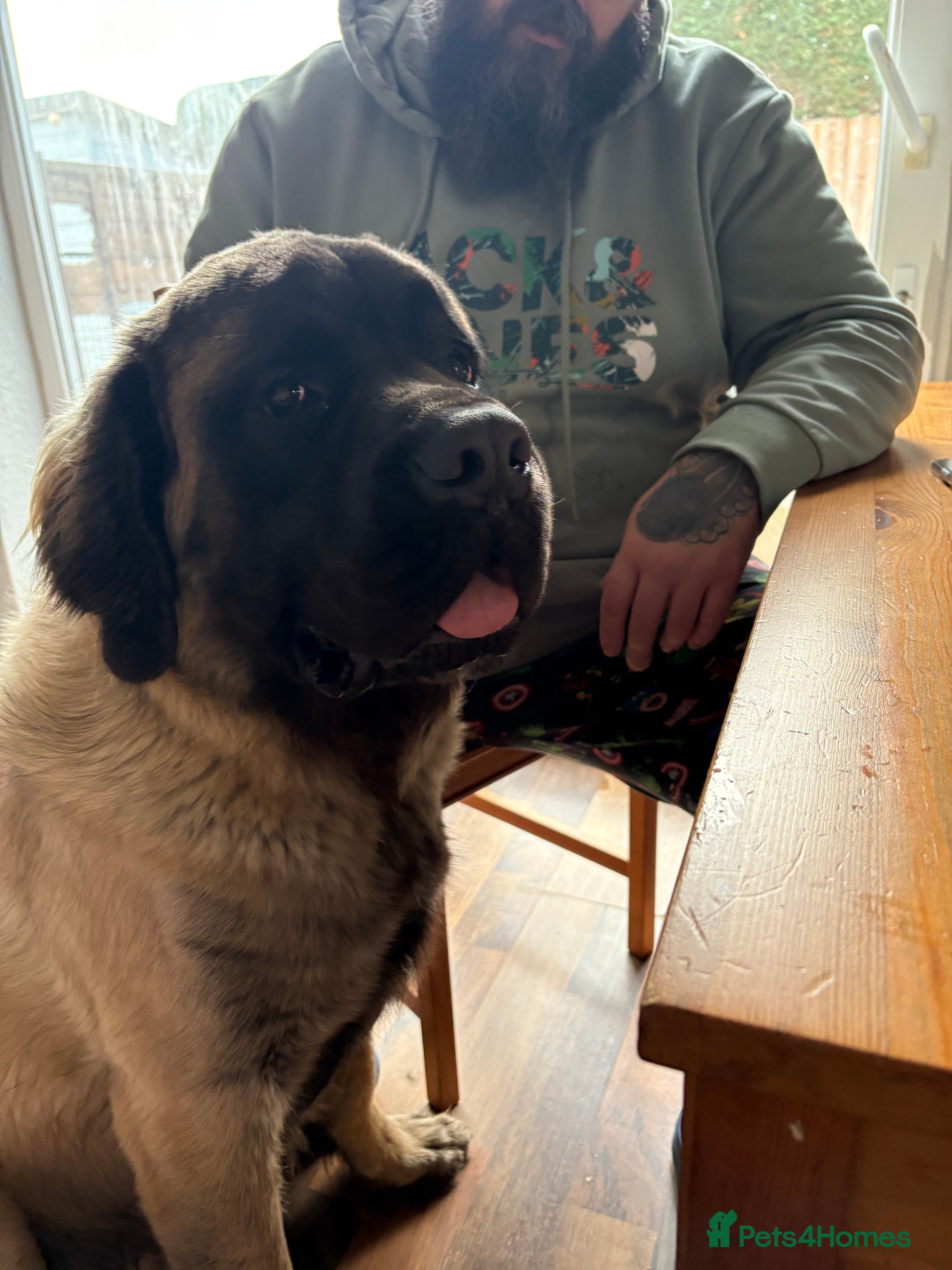 Mastiff dogs Old English Mastiff for Stud - Advert 14