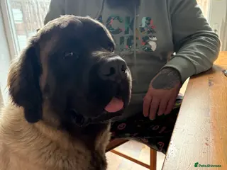 Mastiff dogs Old English Mastiff for Stud - Advert 14