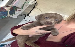 Labrador Retriever dogs for sale: Stunning silver Labradors  - Image 12