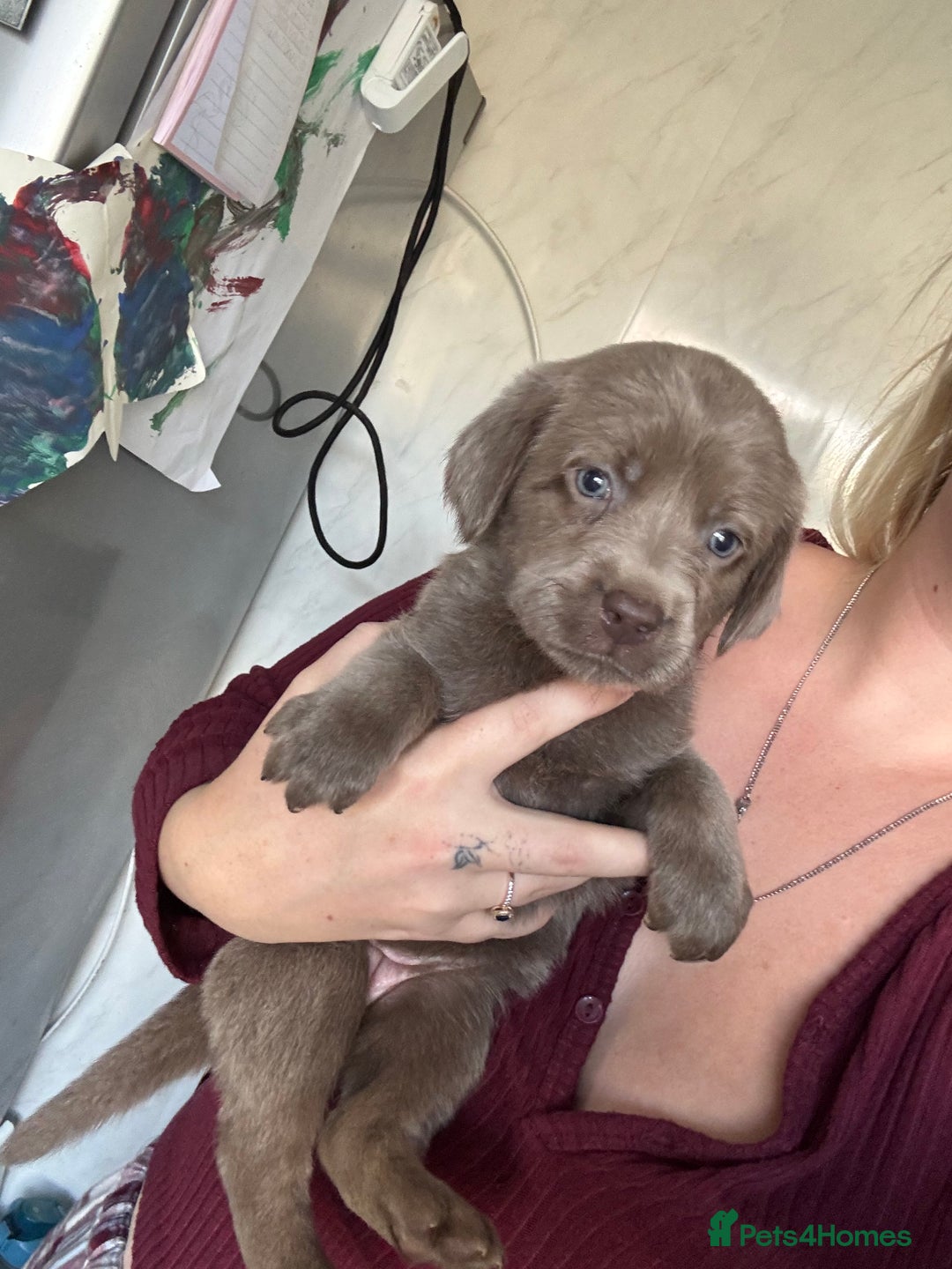 Labrador Retriever dogs for sale: Stunning silver Labradors  - Image 12