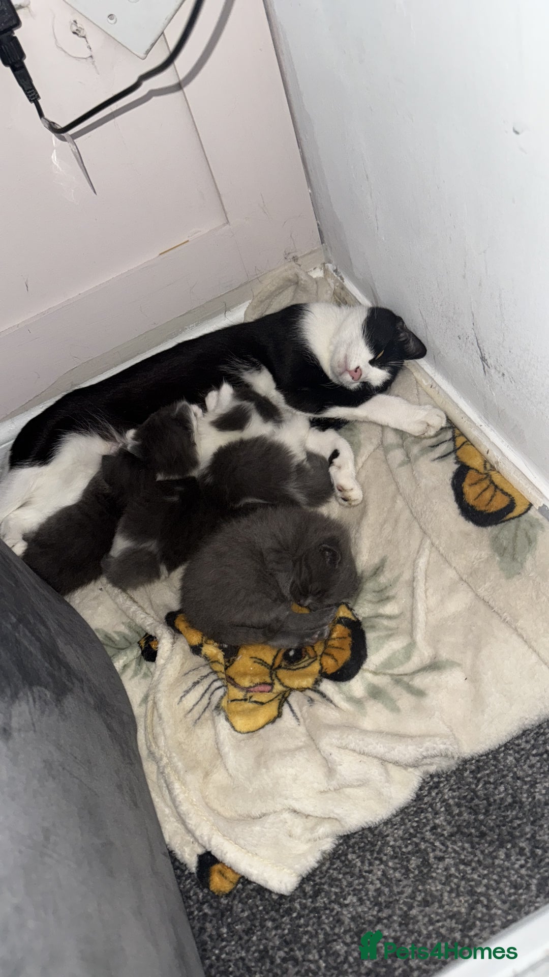 Mixed Breed cats for sale: Kittens for 5 star homes only  - Image 8
