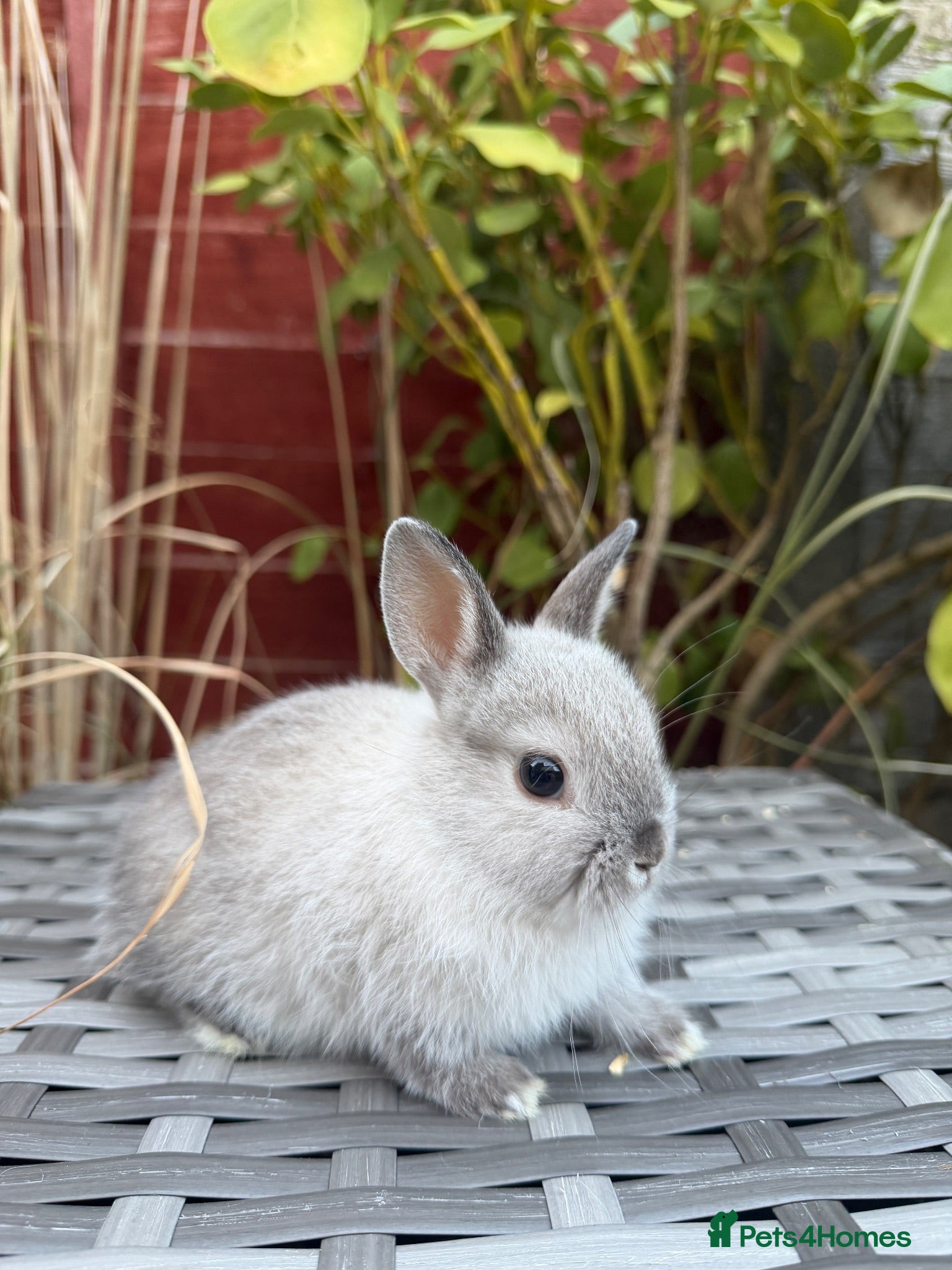 Netherland Dwarf rabbits Purebred Netherland Dwarf - Advert 1