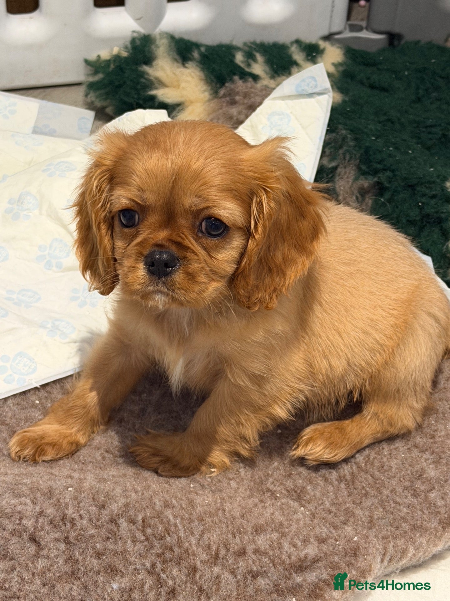 Cavalier King Charles Spaniel dogs Kennel club registered cavalier King Charles pups  - Advert 4