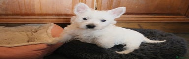 West Highland Terrier Puppy 3