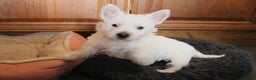 West Highland Terrier dogs for sale:  West Highland Terrier (Westie) Puppies for Sale - Advert 8