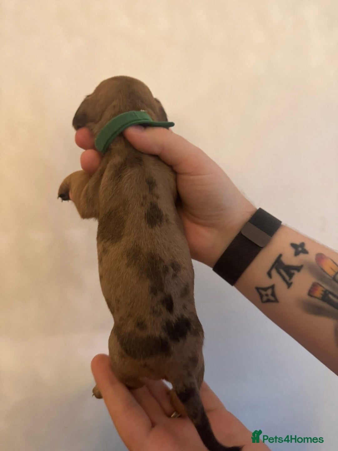 Miniature Dachshund dogs for sale: Miniature dachshund puppies for sale - Image 12